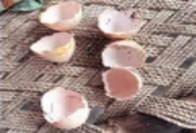 मोरनी के अंडे चोरी करके खाया, जांच में जुटी पुलिस