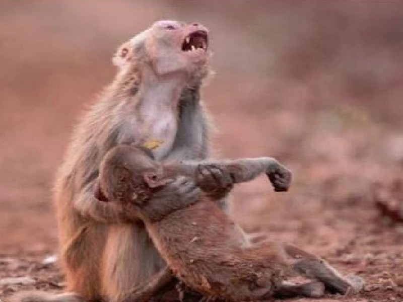 38 बंदरों को जहर देकर मारा, HC ने लिया स्वतः संज्ञान