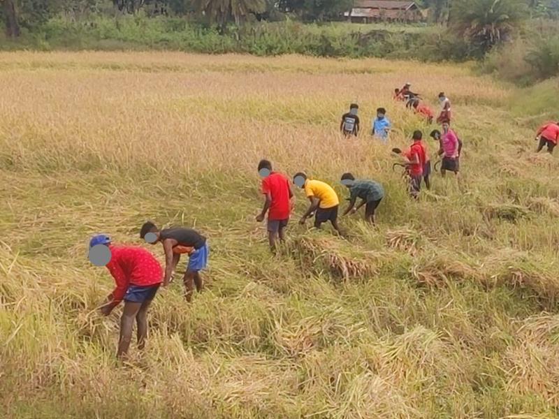 बालक आश्रम के छात्रों से कटवा रहे हैं धान,अधीक्षक लिंगा मरकाम पर कार्रवाई