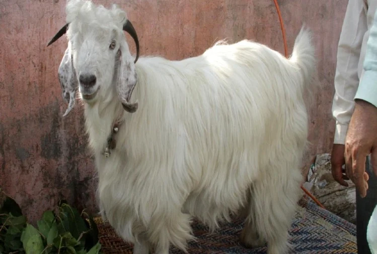 एएसआई सुमन मलिक चोरी के आरोप में निलंबित