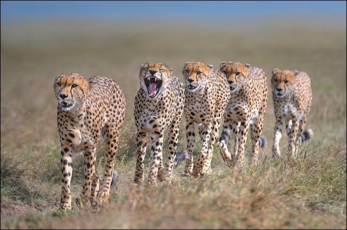 नया घर मिलने के साथ ही चीतों का हुआ नामकरण