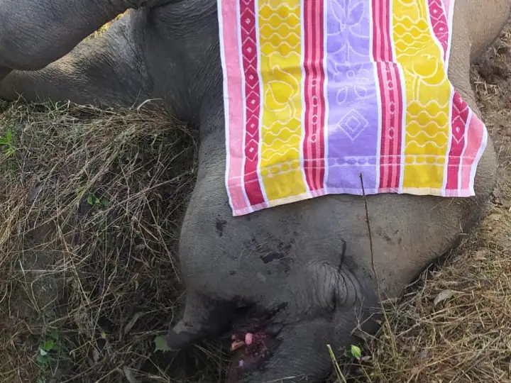 हाथी की मौत से मचा हड़कंप,  करंट की चपेट में गई जान