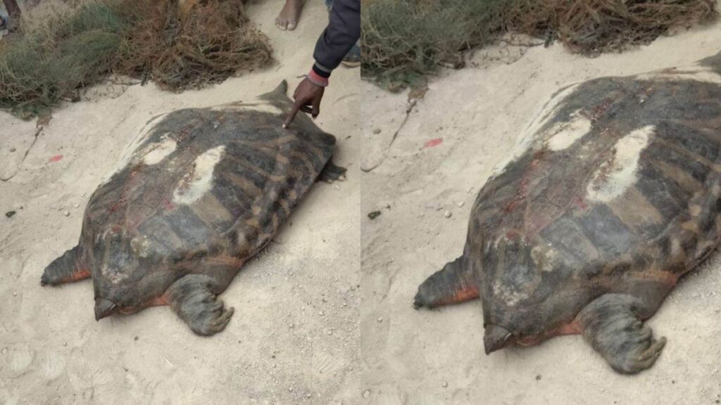 मछली के जाल में फंसा 60 किलो का कछुआ