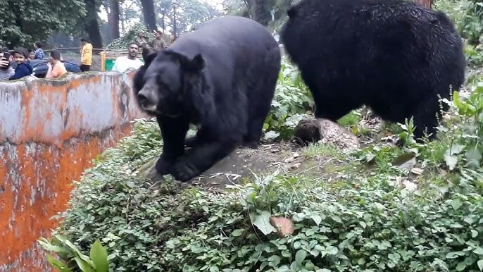 खेत में काम कर लौट रही महिलाओं पर भालुओं ने किया गया हमला, घायल हालत में अस्पताल में महिलाओं को किया गया भर्ती