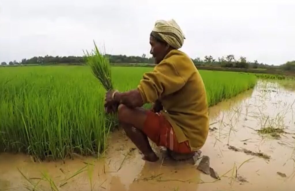 छत्तीसगढ़ में 18% किसानों को धान बोनस-सब्सिडी का मिल रहा 54% हिस्सा न्याय योजना में कितना न्याय?