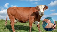 गाय के दूध में इंसुलिन ? गाय के अंदर ही वैज्ञानिकों ने कर दिया कमाल