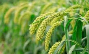 औषधि है यह अनाज, शरीर के विषैले तत्वों को निकाल फेंकता है बाहर, हार्ट के लिए भी कारगर