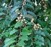 बीज-छाल, दूध-पत्ता, रोगनाशक गुणों का भंडार, आयुर्वेदिक औषधीय संतान की समस्या में संजीवनी