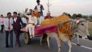 अनोखी बारात, पारंपरिक रीति रिवाज से बैलगाड़ी और बुलडोजर से निकले बाराती