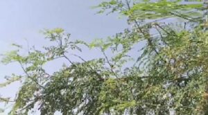 संजीवनी बूटी से कम नहीं है ये पौधा, सौ रोगों से दिलाता है मुक्ति...इसे कहते हैं असली सुपर फूड