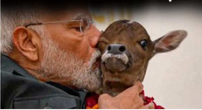 प्रधानमंत्री आवास में बछिया का जन्म, नरेंद्र मोदी ने चूम लिया ‘दीपज्योति’ को