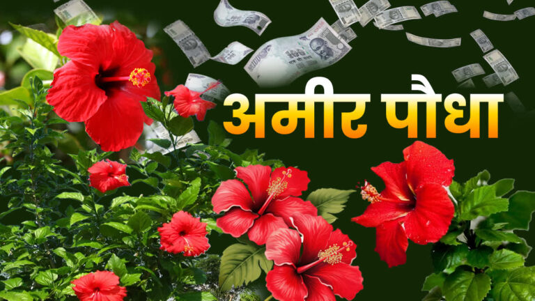 इंद्र लोक से आया ‘गुड़हल’, चंद पलों में अमीर बनाने की ताकत रखता है यह फूल, पैसों में खेलेंगे आप