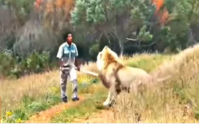 शेर को पीटने डंडा लेकर पहुंच गया शख्स, तभी जो हुआ जिंदगी में नहीं देखा होगा | देखें वीडियो