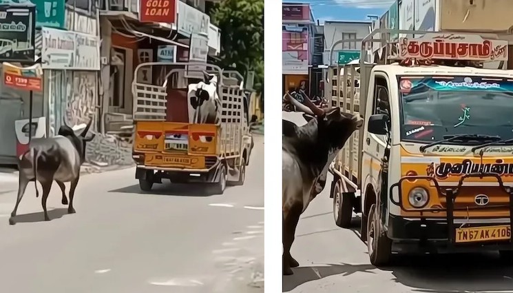 प्रेम की अनोखी मिसाल…गाय को छुड़ाने के लिए बैल करता रहा गाड़ी का पीछा, वीडियो देख लोगों की आंखों से छलक पड़े आंसू