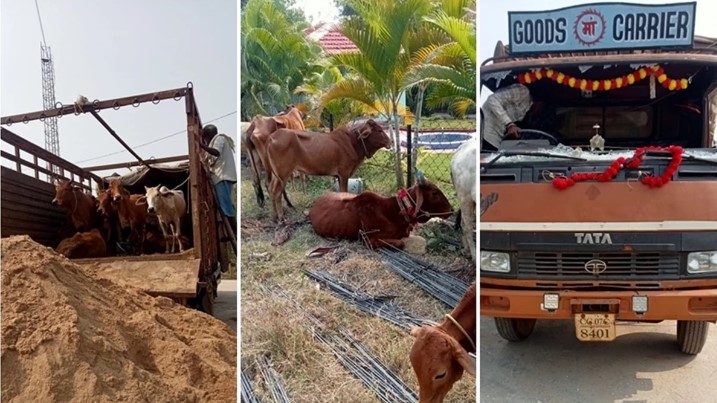 छत्‍तीसगढ़ में गो तस्करी का भंडाफोड़, बालोद पुलिस ने 27 मवेशियों को कराया मुक्त, वाहन चालक फरार