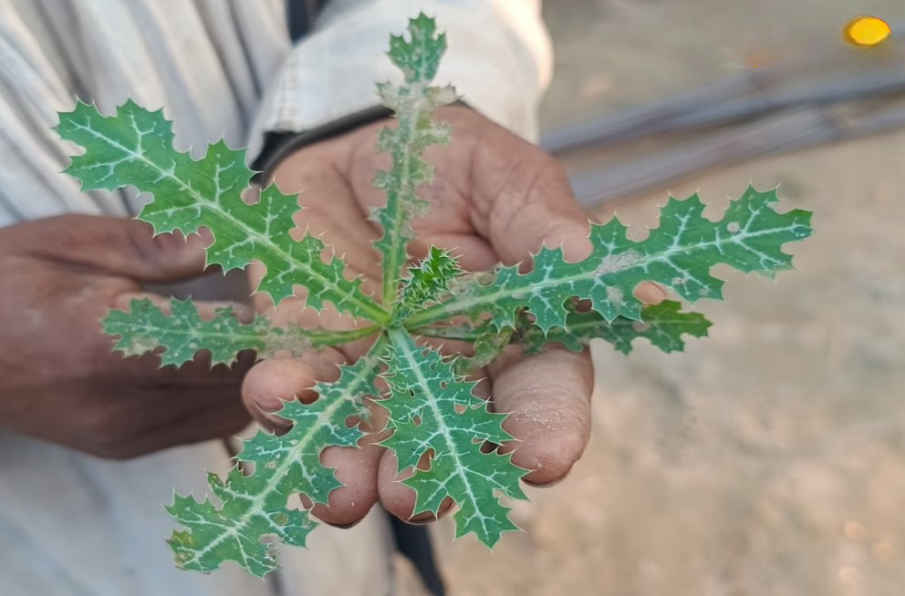 नाम पर मत जाइए, पुरुषों के लिए वरदान है सत्यानाशी; बस जान लें सेवन का सही तरीका