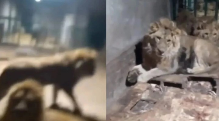 गर्लफ्रेंड को इम्‍प्रैस करने के लिए शेर के पिंजरे में घुसा शख्स, वीडियो रिकॉर्डिंग के दौरान ही जिंदा चबा डाला