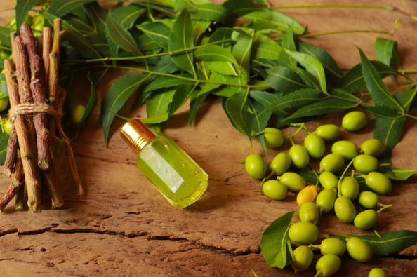 हर मर्ज की दवा है यह पेड़, छाल-पत्ते और टहनी में छिपा है औषधीय गुण, ब्लड शुगर को भी रखता है कंट्रोल