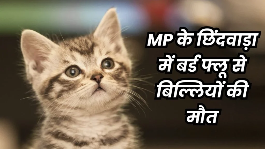 देश में पहली बार छिंदवाड़ा में पालतू बिल्लियों में मिला बर्ड फ्लू वायरस, अब तक 622 की मौत