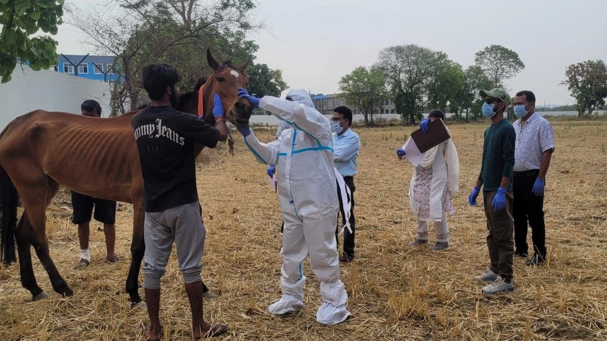 24_05_2025-glanders_disease_horses_death_2025524_91352