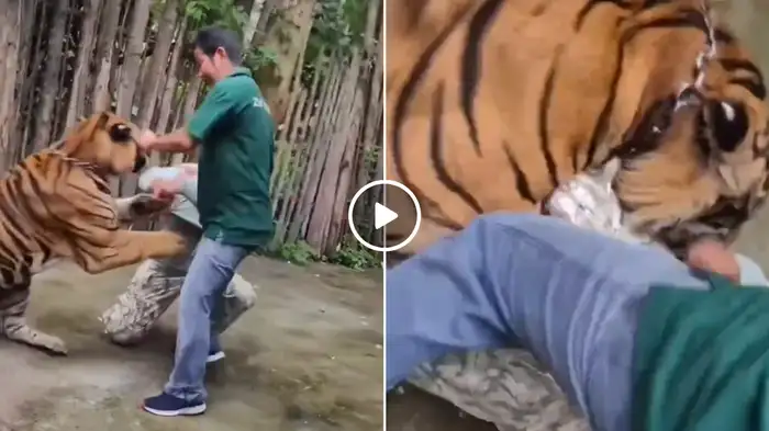 खुशी-खुशी टाइगर के साथ खिंचवा रहा था फोटो, पल भर में बदल गया मंजर… बाघ के हमले का खौफनाक वीडियो वायरल!