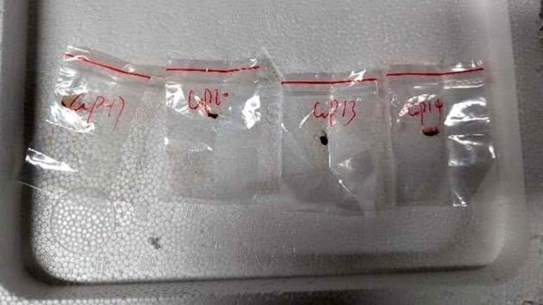 अमेरिका में फंगस लाते पकड़े गए दो चीनी साइंटिस्ट, यह फसल बर्बाद करने वाला आतंकवाद क्या है?