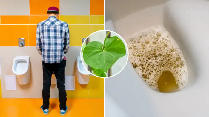 पेशाब में बनता है झाग, धार हो गई कम? खराब पड़ी किडनी को दोबारा चला देगा आयुर्वेद का नुस्खा