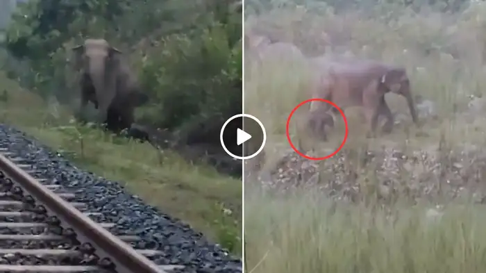 रेलवे ट्रैक के पास हथिनी को जन्म देता देख लोको पायलट ने रोकी ट्रेन, नन्हे बच्चे को लिए दिखी तो दिल खुश हो गया!