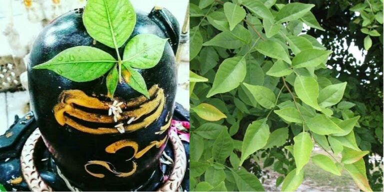 सावन में बेलपत्र के 4 उपाय, एक भी कर लिया तो शिवजी कर देंगे गरीबी दूर, अपार धन होगा प्राप्त