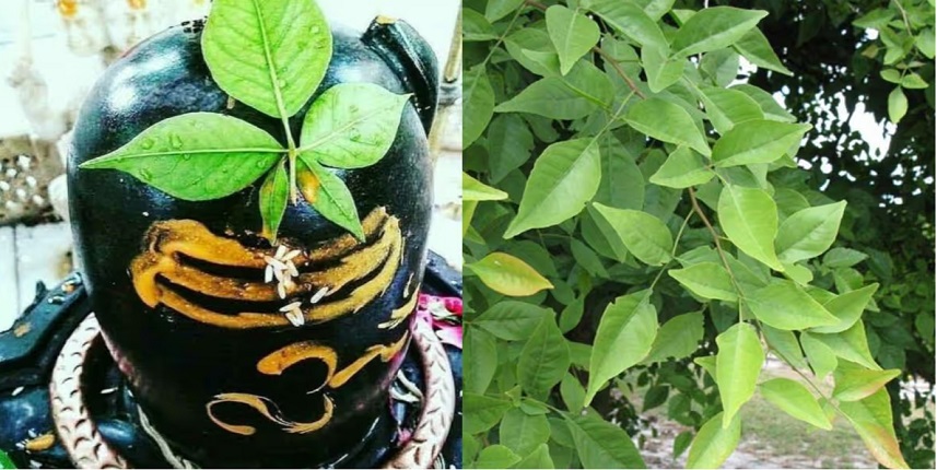 सावन में बेलपत्र के 4 उपाय, एक भी कर लिया तो शिवजी कर देंगे गरीबी दूर, अपार धन होगा प्राप्त