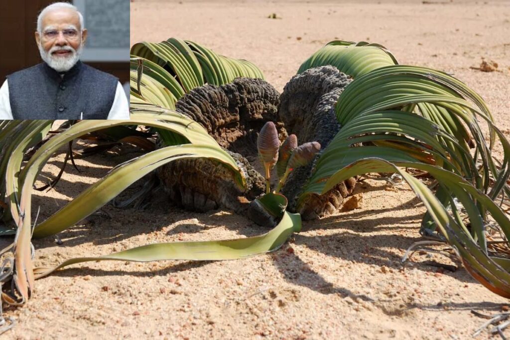 पीएम मोदी को नामीबिया में मिला वेल्विट्शिया सम्मान, जो हजारों साल जीने वाला है अनोखा रेगिस्तानी पौधा