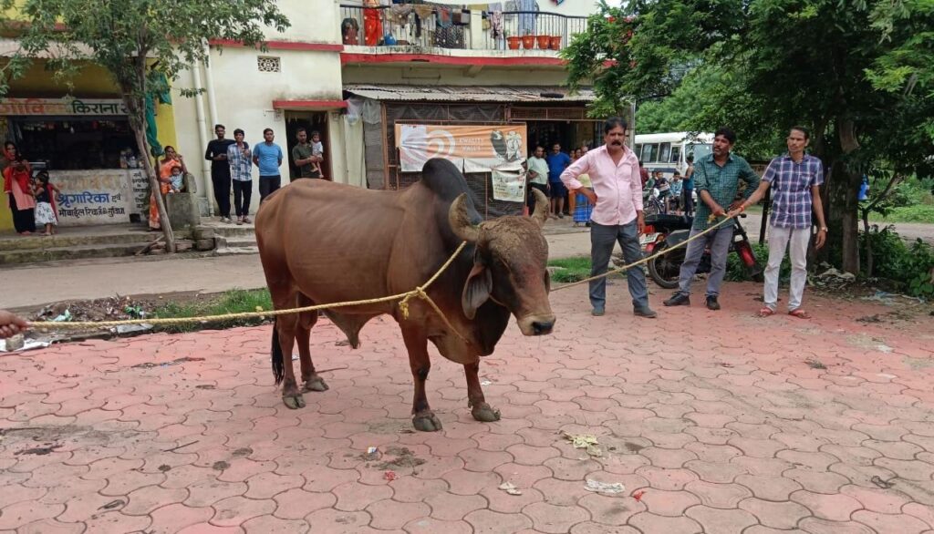 सड़क दुर्घटना को रोकने पशुओ का धड़पकड़ अभियान जारी