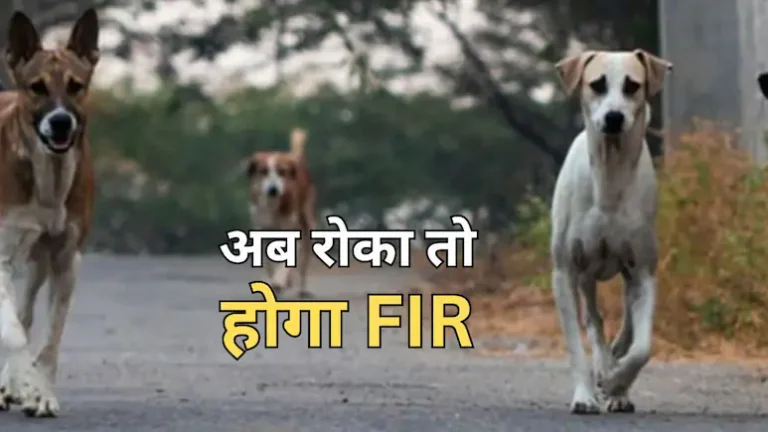 आवारा कुत्तों को लेकर राजस्थान हाई कोर्ट ने दिये कड़े आदेश, किसी पर भी दर्ज हो सकता है FIR