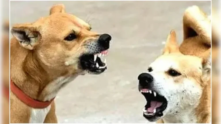 बेंगलुरु: टहलने निकले 70 वर्षीय व्यक्ति को आवारा कुत्तों ने नोच-नोच कर मार डाला