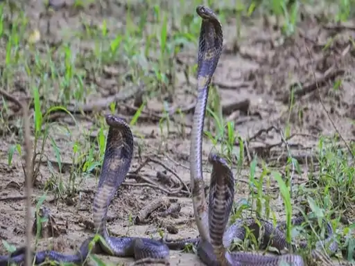 रायपुर में इंजीनियर के ऊपर फेंका जिंदा सांप:मना करने पर बेल्ट-लात-घूसों से मारा; 3 बदमाशों ने की वारदात