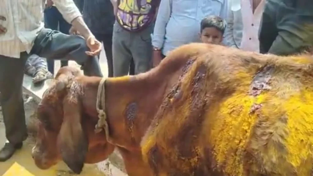 गऊ को चाकू से घोपा, हिन्दू संगठन ने किया थाने का घेराव