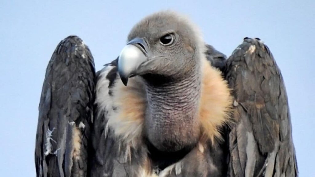 यह है यूरेशियन ग्रिफ़िन गिद्ध, नाम है मारीच