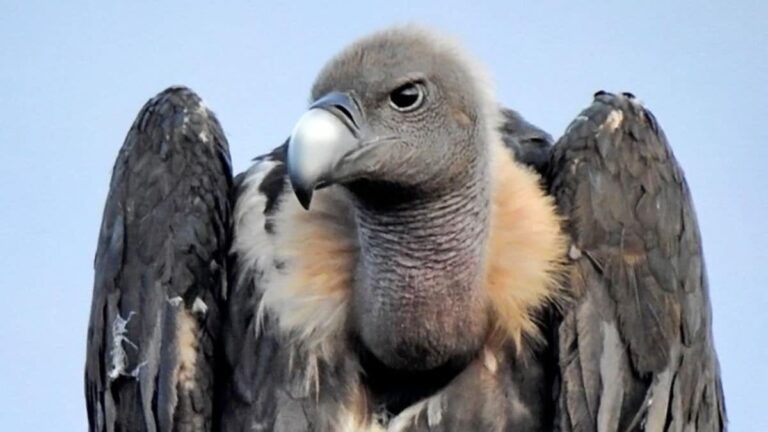 यह है यूरेशियन ग्रिफ़िन गिद्ध, नाम है मारीच