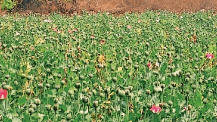 छत्तीसगढ़ में मंत्रियों के गृह जिलों में अफीम की खेती ने बढ़ाया सियासी विवाद