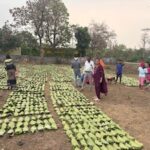 छत्तीसगढ़ में तेंदूपत्ता संग्राहकों की चमकेगी किस्मत,13 लाख परिवारों के खाते में आएंगे 920 करोड़ रुपये