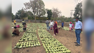 छत्तीसगढ़ में तेंदूपत्ता संग्राहकों की चमकेगी किस्मत,13 लाख परिवारों के खाते में आएंगे 920 करोड़ रुपये