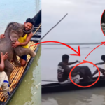 fishermen-rescue-a-three-day-old-elephant-calf-swept-four-kilometres-in-the-teesta-river-in-west-bengal