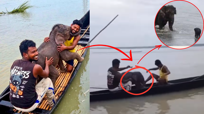 fishermen-rescue-a-three-day-old-elephant-calf-swept-four-kilometres-in-the-teesta-river-in-west-bengal